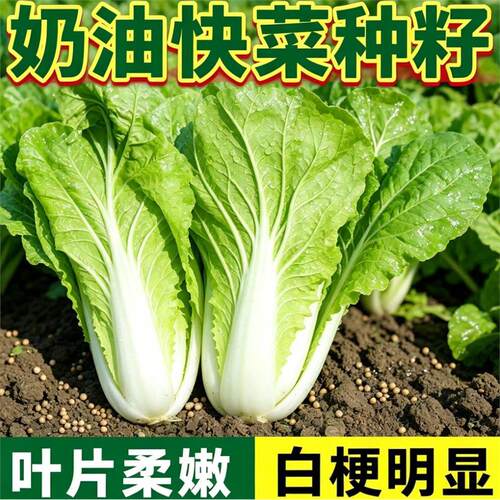 奶油快菜蔬菜种子菜叶柔