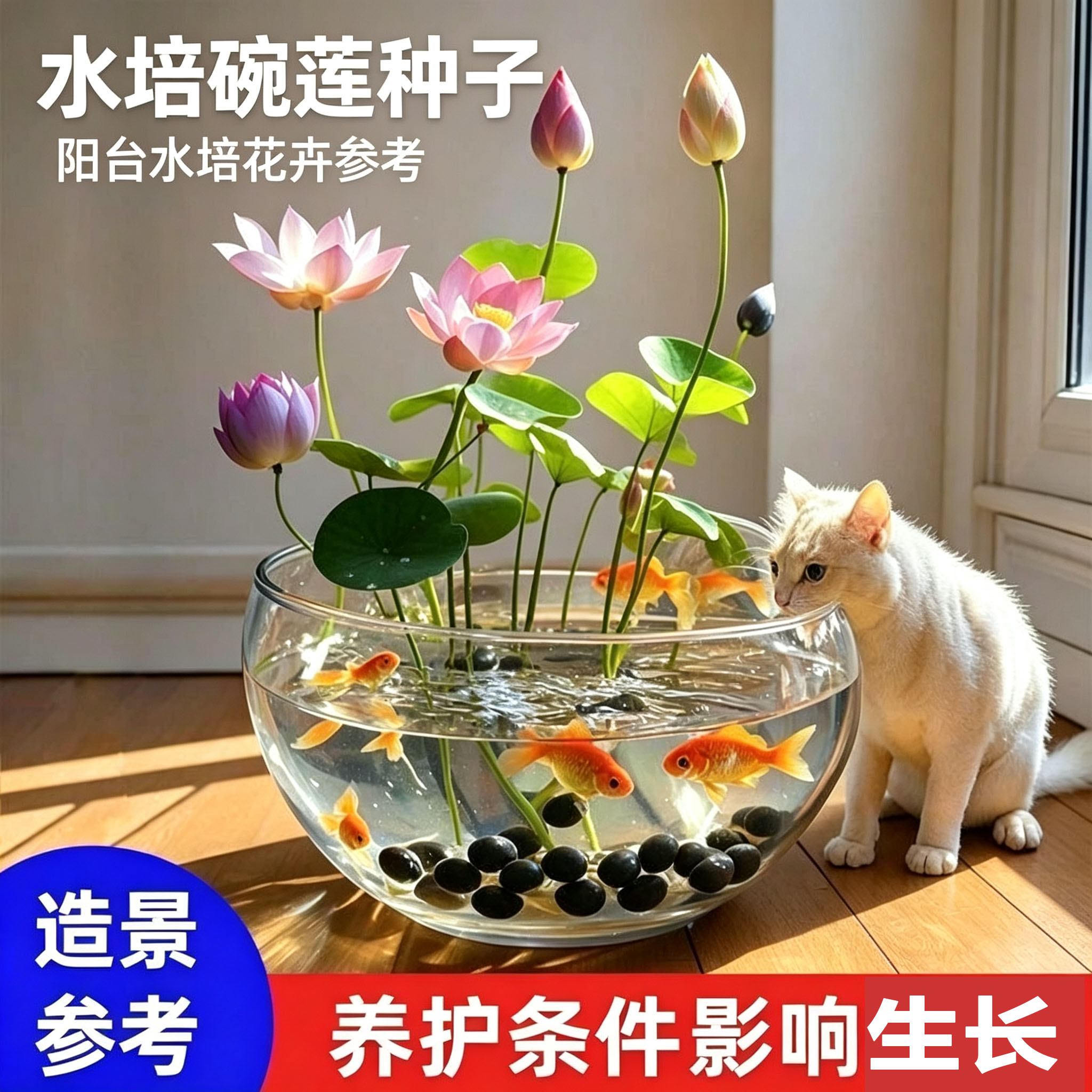 碗莲种七彩五颜六色水培花卉水养四季莲花荷花种莲藕绿植花卉大全