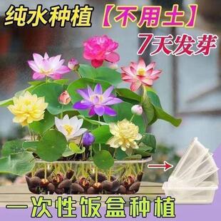碗莲种七彩五颜六色水培花卉水养四季莲花荷花种莲藕绿植花卉大全