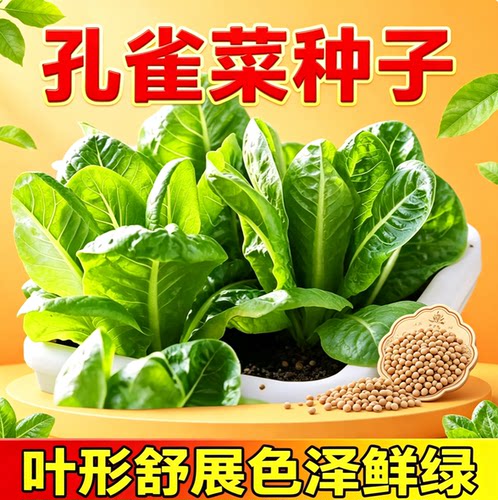 【四季孔雀菜种子】直立