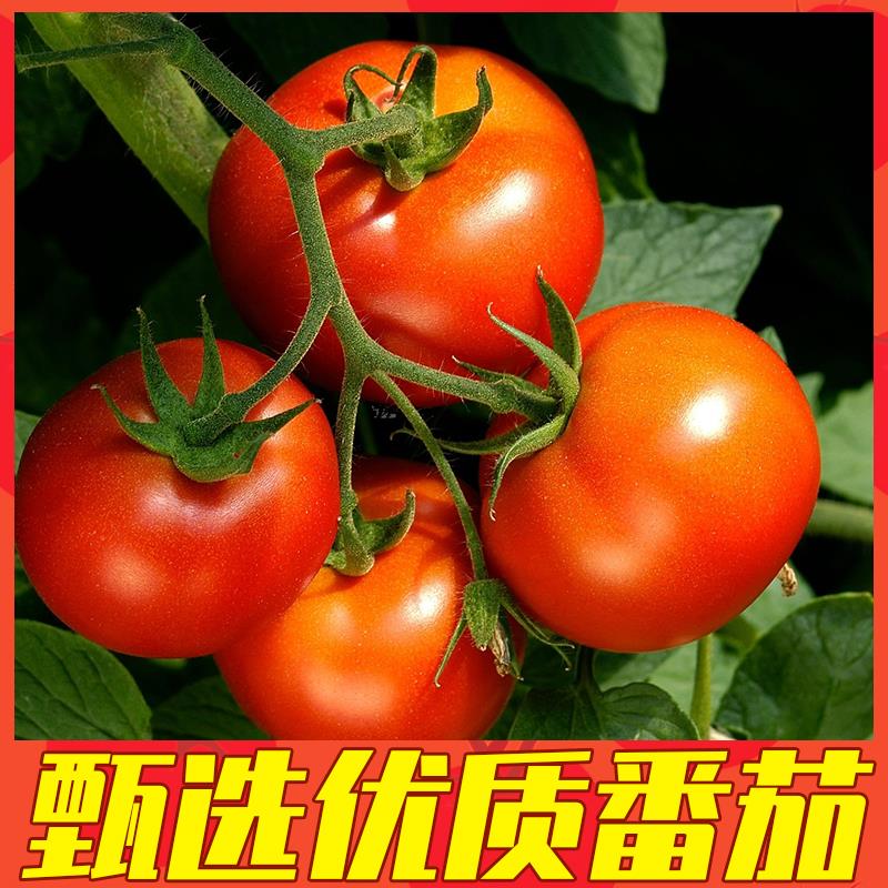 帝门番茄沙司3kg*6罐番茄