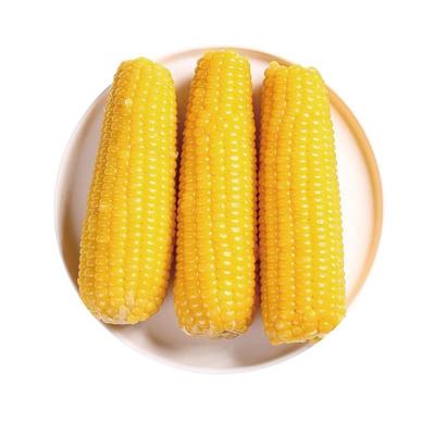 2024东北黏黄糯玉米新鲜黑