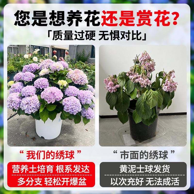 大花绣球花苗庭院阳台花卉花园绿植物盆栽带花苞四季开花无尽夏