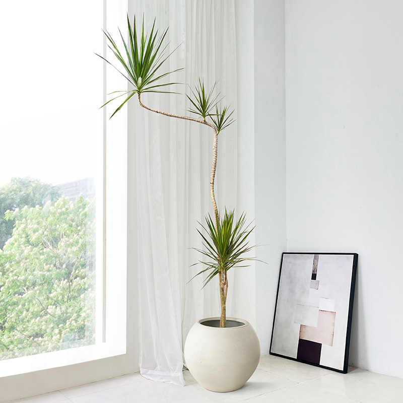 青叶千年木室内大型盆栽客厅绿植龙血树老桩植物网红餐厅落地造型