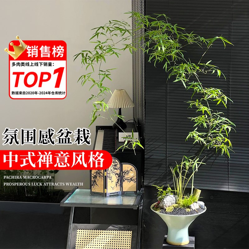 小叶簕竹室内绿植盆栽客厅竹子成品老桩盆景办公室茶桌面禅意植物