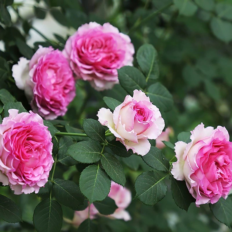 无刺罗伊爬藤蔷薇花浓香特大花四季开花藤本月季罗衣庭院花墙拱门