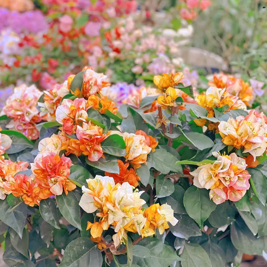 百花园三角梅袋苗【百变凤凰】原生扦插四季开花飘枝爬藤好养