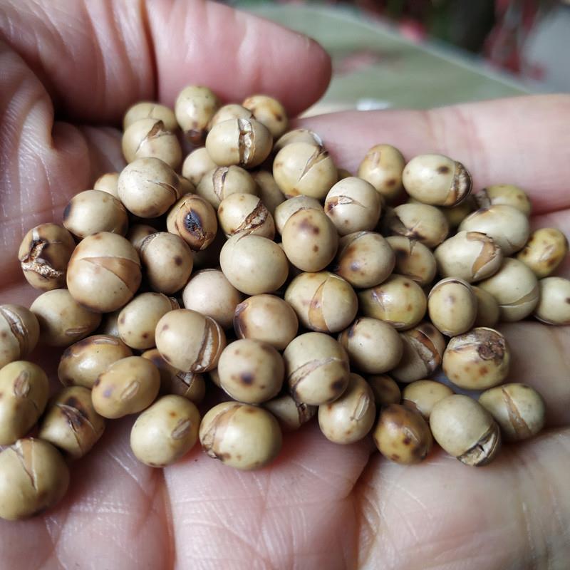 炒黄豆东北老式儿时零食农家自制铁锅现炒原味熟黄豆非转基因大豆