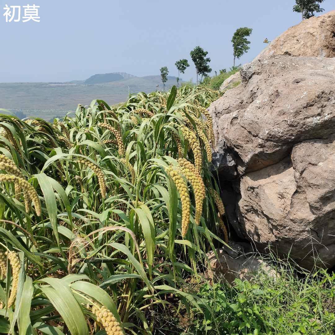 安丘辉渠小米春谷新农家黄小米月子米产妇米粥山东粘糯香小米5斤