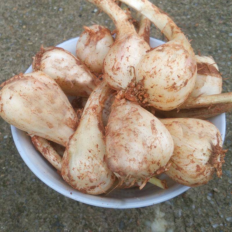 新鲜荞头5斤藠头茭头江西泡菜茭头蔬菜教头叫头葱头农家自种荞头