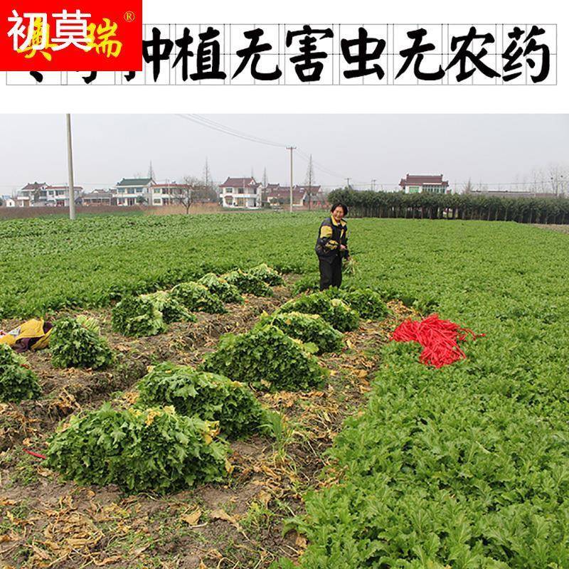 绿雪菜优质雪菜咸菜新鲜雪菜咸菜雪里红雪里蕻青雪菜绿雪菜