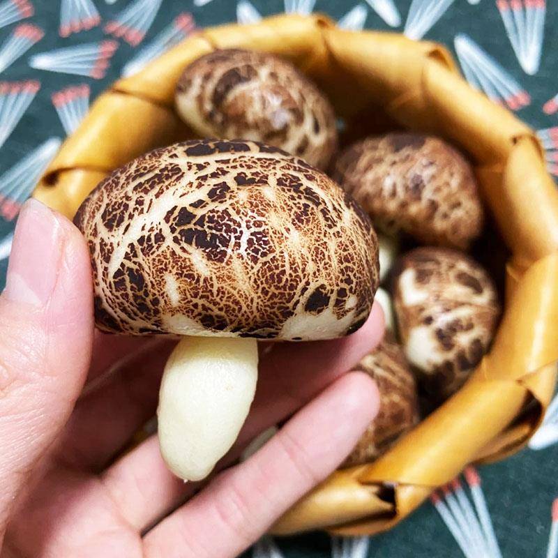 新货源口红糖蘑菇包 宁波特产风味糕点 手工包子早餐方便馒头400g
