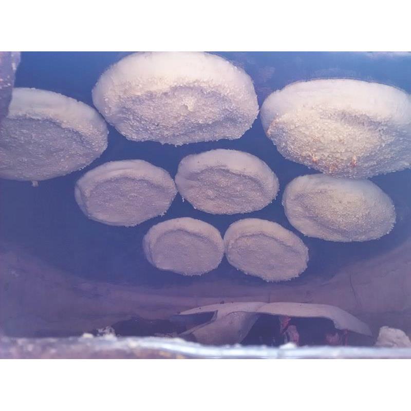 .土吊炉烧饼1份10个 包邮高炉火烧河南特产山东五香芝麻饼馒头脆
