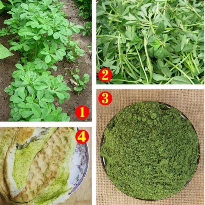 甘肃特产香豆粉原味农家苦豆粉商用馍馍馒头调味料大全官方旗舰店