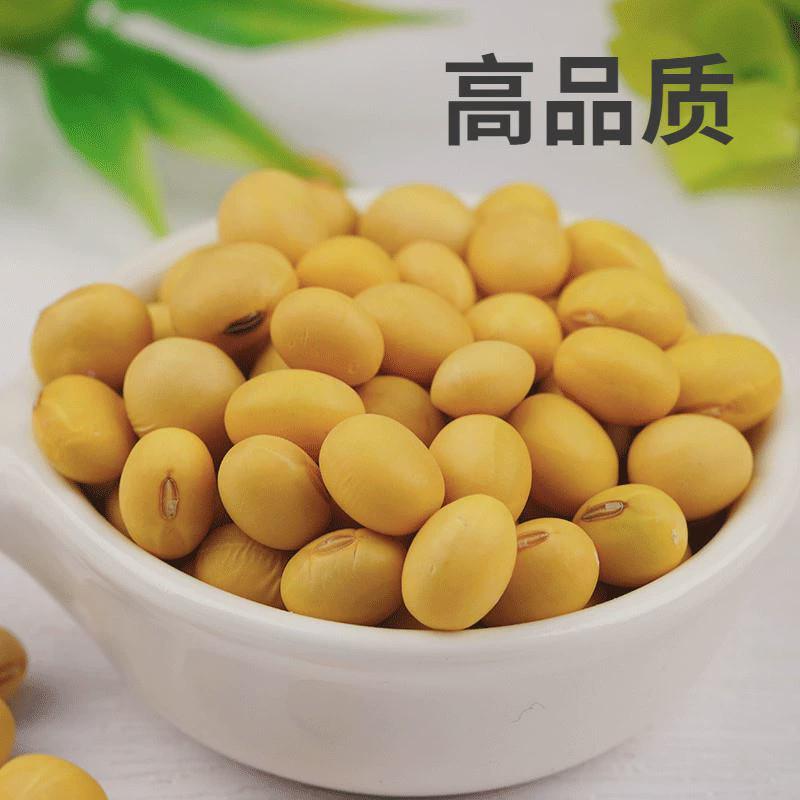 农家自种笨椭圆黄豆500g土大豆长粒肾型酱豆豆浆原料老品种可发芽
