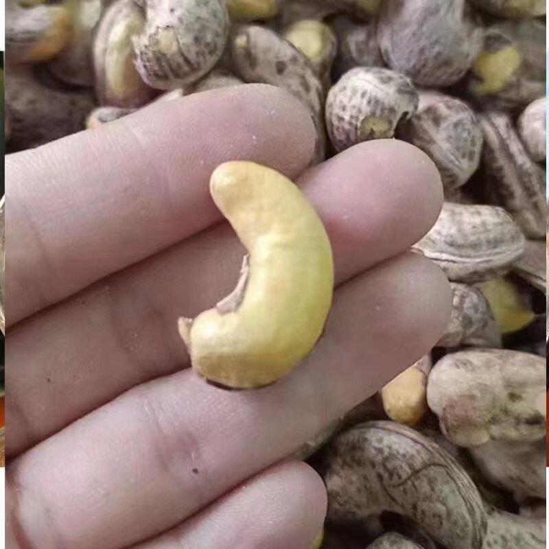 越南腰果净重500克炭烧盐焗带皮进口腰果坚果干果特产零食包邮