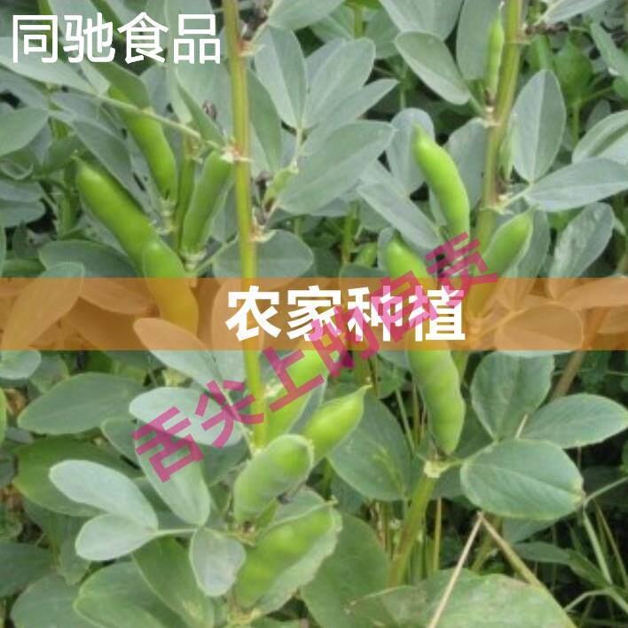四川农家老品种胡豆去皮蚕豆仁剥皮生干胡蚕豆瓣青蚕豆新豆瓣包邮