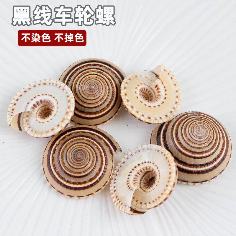 新品天然海螺贝壳黑线车轮