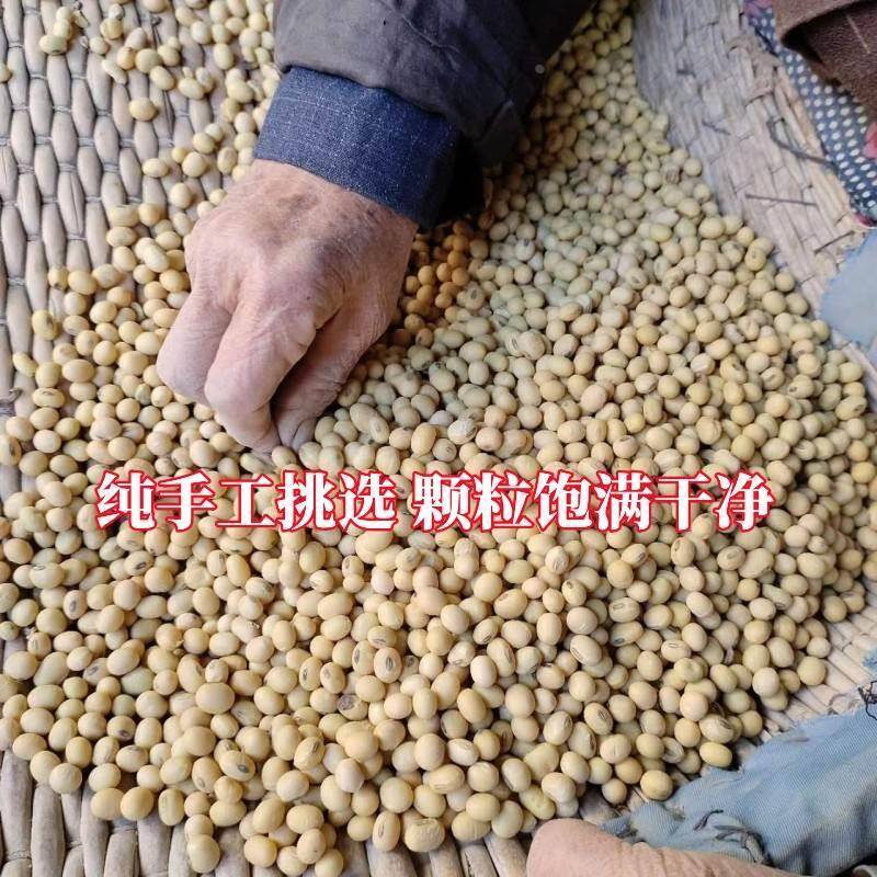 大粒土黄豆5斤老品种黑肚脐豆浆黄豆农家非转基因椭圆形250g包邮