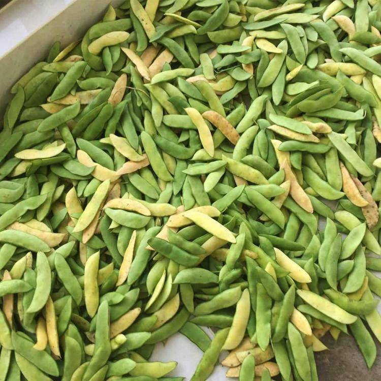 新鲜白芸豆洋扁豆当天采摘白豆农家自种剥壳真空白玉豆白扁豆