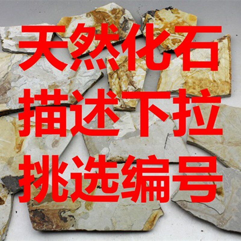 天然鱼化石标古生物狼鳍鱼真化石动物昆虫科普研学热河生物