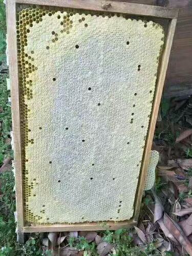 色王 优质中蜂王 蜜蜂王 杂交蜂王 新产卵王包活到手