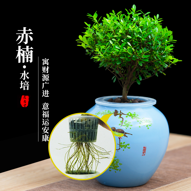 水培小叶赤楠盆景老桩绿植物办公室内桌面小盆栽水养四季常青好养