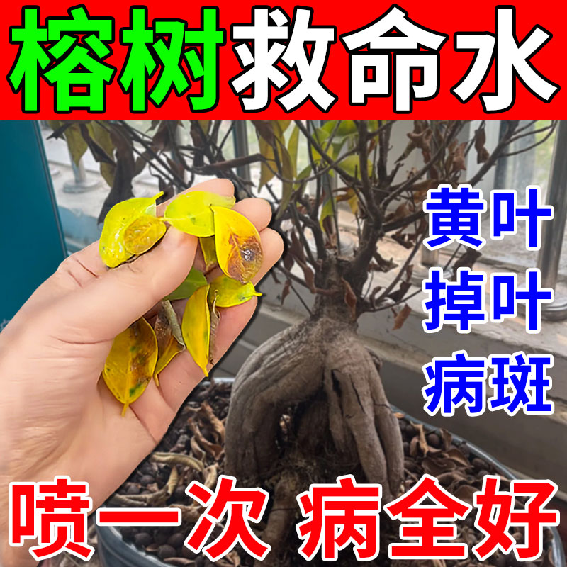 优选营养液盆景j枯死黄叶肥药一喷绿黄金榕琴叶榕炭疽病.
