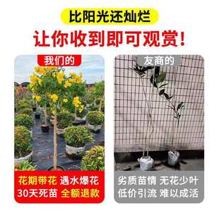 黄钟花盆栽植物大型绿植庭院阳台绿化景观橙钟花丛生绿植四季花卉