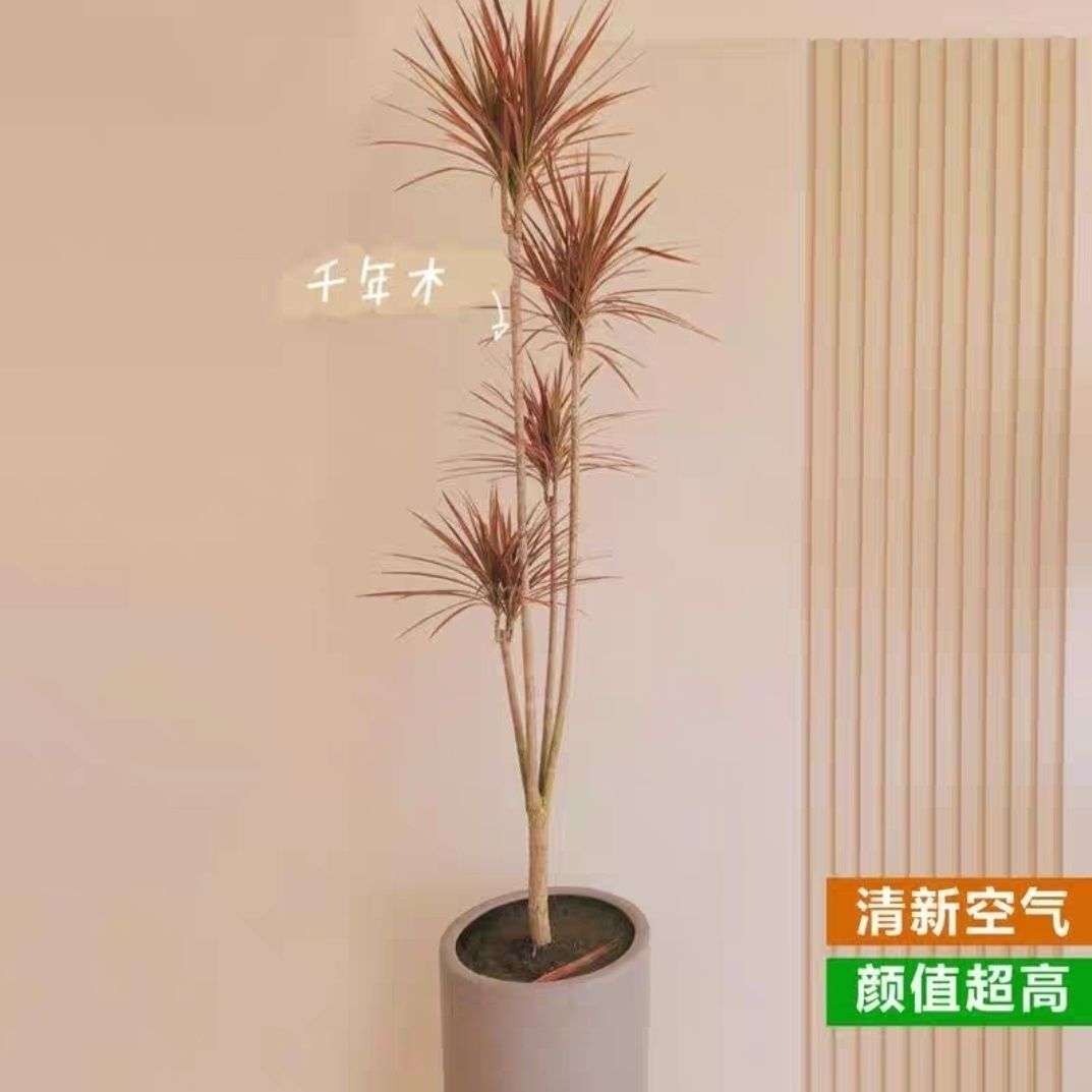 千年木落地绿植物室内七彩铁树客厅老桩彩色网红庭院树苗镇宅室外