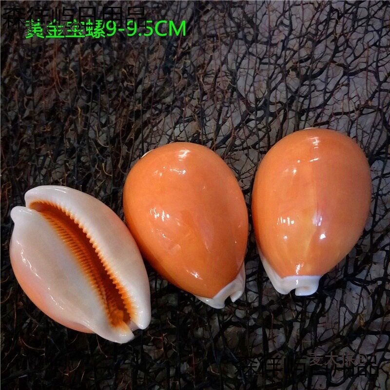 厂家直销9厘米左右黄金宝螺 螺 海螺贝壳 橱窗摆件 收藏品麦太保