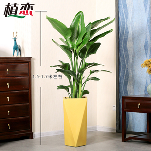 寧波慈溪配送 天堂鳥鶴望蘭盆栽綠植花卉大型植物客廳室內(nèi)北歐風(fēng)