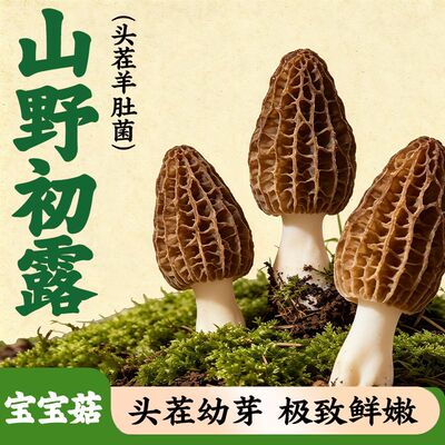 宝宝羊肚菌干货儿童营养成长宝宝菇专用煲汤菌菇孕妇食材米糊辅食