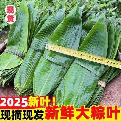 粽叶新鲜粽子叶大号包粽子专用