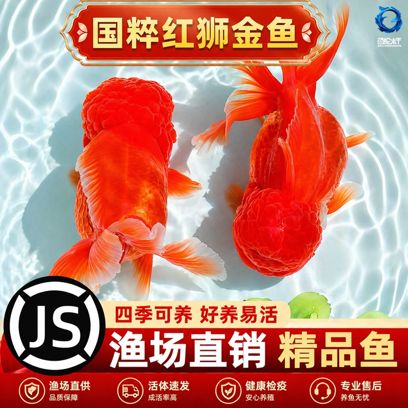 红狮金鱼国师鱼冷水鱼金鱼活鱼淡水锦鲤活体好养耐活不加温观赏鱼