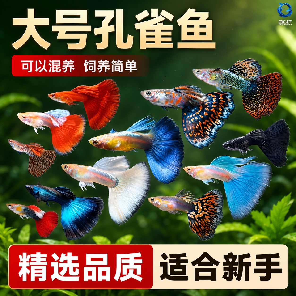 观赏鱼孔雀鱼大耳巴西红全红象牙白天空蓝凤尾鱼热带鱼小型鱼