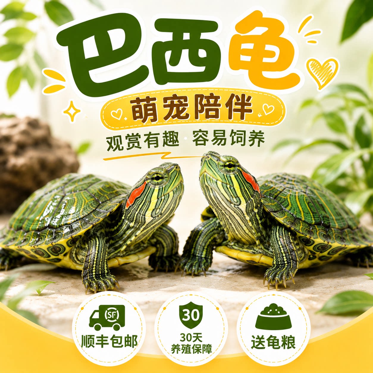 顺丰巴西龟乌龟观赏龟好养长寿活体宠物黄金巴西龟情侣草龟红耳龟