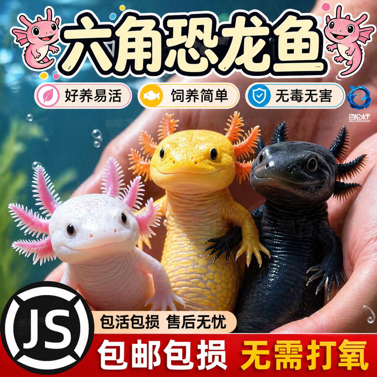 六角恐龙鱼冷水鱼蝾螈水族宠物鱼六角龙淡水鱼好养活鱼观赏网红鱼