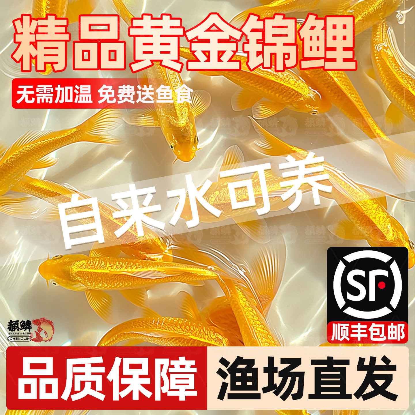 顺丰黄金锦鲤金鱼活鱼淡水鱼好养耐活冷水鱼黄金龙凤观赏鱼鱼苗
