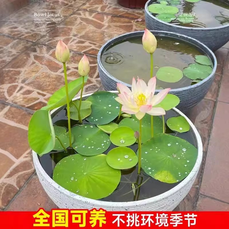 微型碗莲种藕小荷花苗根茎不带花苞迷你荷花四季开花室内外花卉