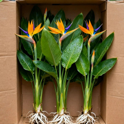 天堂鸟水培植物客厅绿植盆栽四季常青办公室内花卉桌面水养鹤望兰