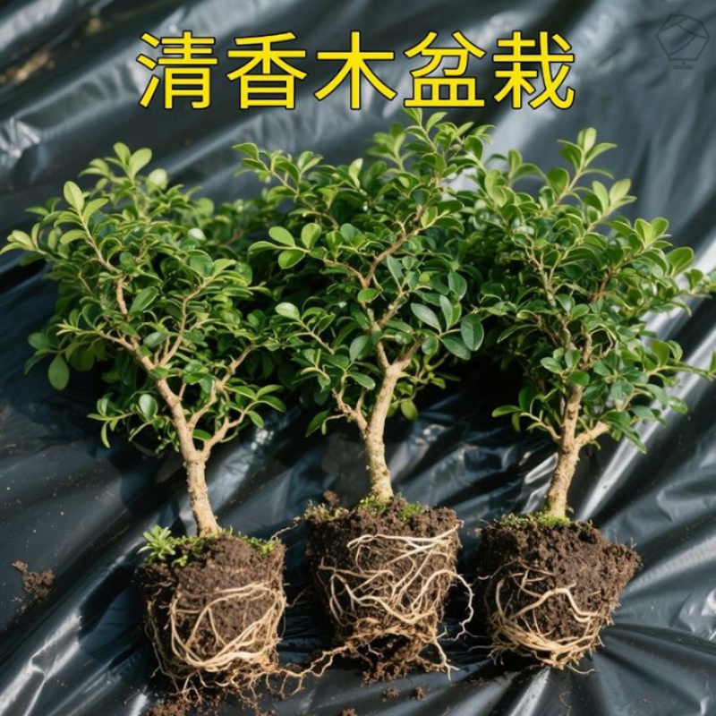 清香木盆栽正宗驱蚊草室内花卉绿植提神胡椒木净化空气除甲醛植物