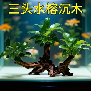 阴性水草植物真草净水懒人好养水榕沉木大叶榕皇冠鱼缸生态造景