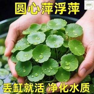 浮萍圆心萍水草鱼缸专用水培水生植物净化水质增氧造景养鱼迷你
