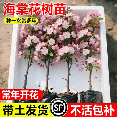 海棠树苗高杆西府垂丝海棠花庭院