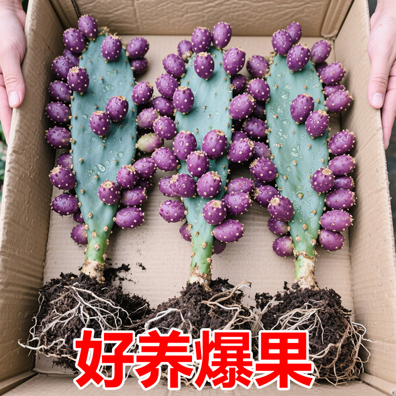 当年结果宝塔仙人掌可以