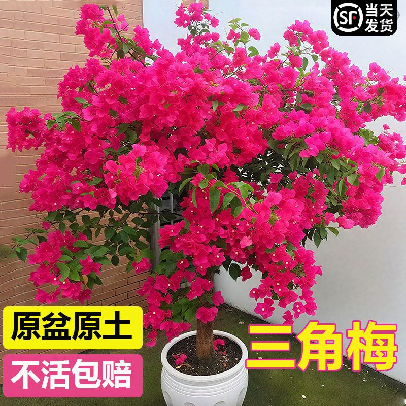 三角梅带花盆栽植物室内阳台庭院