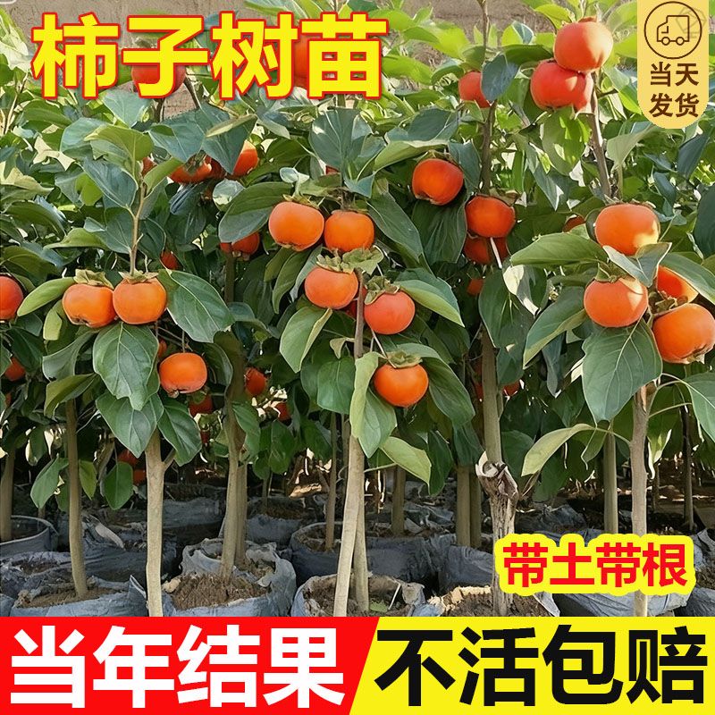 柿子苗树地栽盆栽嫁接脆甜无核南北方种植特大当年结果柿子树果苗