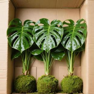 龟背竹盆栽老桩天堂鸟大叶可土可水植物室内观叶绿植净化空气耐阴