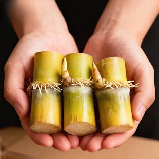 3根发货2到4芽甘蔗苗正宗广西黄皮甘蔗种子甘蔗种苗种籽红皮紫皮